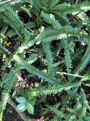 Polypodiopsida