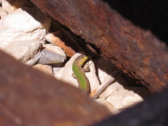 Podarcis filfolensis maltensis
