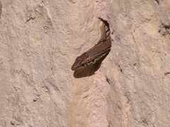 Podarcis filfolensis maltensis