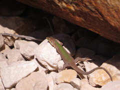 Podarcis filfolensis maltensis