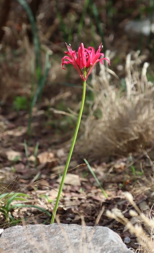 Image of Nerine sarniensis by (c) Tony Rebelo, some rights reserved (CC BY-SA)