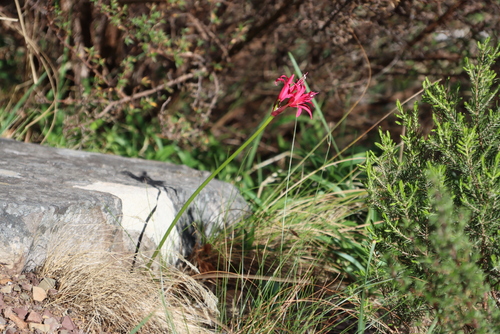 Image of Nerine sarniensis by (c) Tony Rebelo, some rights reserved (CC BY-SA)