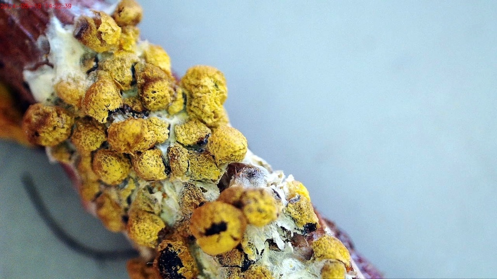 Nannengaella alpina