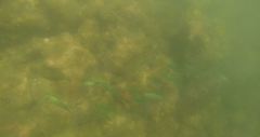 Caesio varilineata