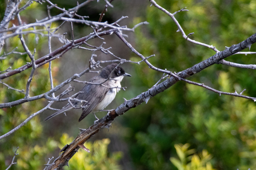 Curruca mirlona occidental (Curruca hortensis)