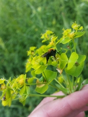 Andrena milwaukeensis