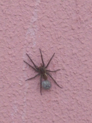 Lycosidae