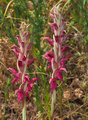 Anacamptis sancta