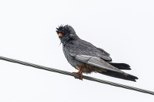 Cernícalo patirrojo (Falco vespertinus)