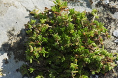 Crassula mataikona