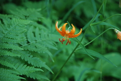 Lilium debile