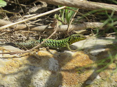Podarcis filfolensis maltensis