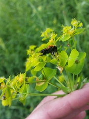 Andrena milwaukeensis
