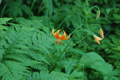 Lilium debile