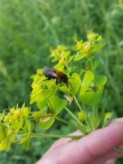 Andrena milwaukeensis