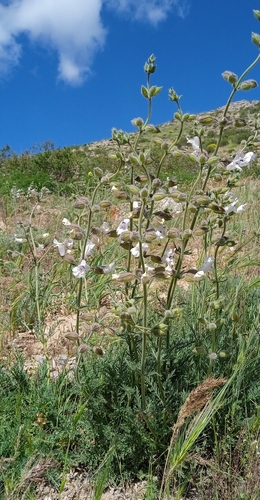 Karatau Mountain Sage (Salvia trautvetteri)