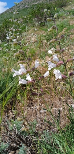 Image of Salvia trautvetteri by (c) Igor Karyakin, some rights reserved (CC BY)
