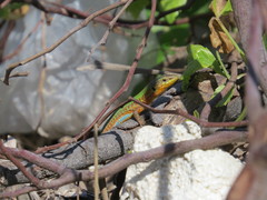 Podarcis filfolensis maltensis