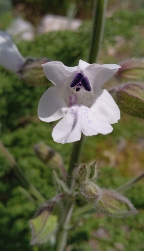 Image of Salvia trautvetteri by (c) Igor Karyakin, some rights reserved (CC BY)