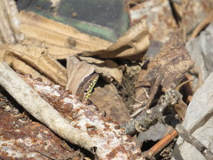 Podarcis filfolensis maltensis