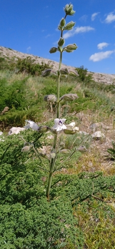 Image of Salvia trautvetteri by (c) Igor Karyakin, some rights reserved (CC BY)