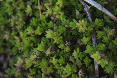 Crassula mataikona
