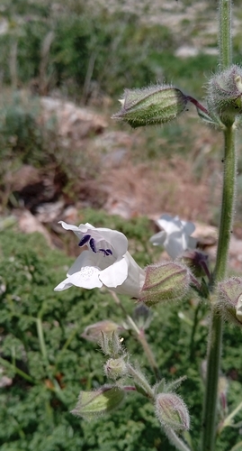Image of Salvia trautvetteri by (c) Igor Karyakin, some rights reserved (CC BY)