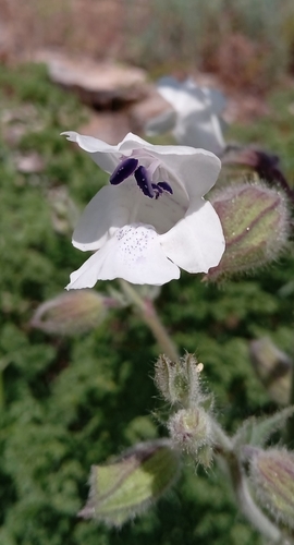 Image of Salvia trautvetteri by (c) Igor Karyakin, some rights reserved (CC BY)