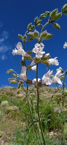 Image of Salvia trautvetteri by (c) Igor Karyakin, some rights reserved (CC BY)