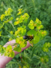 Andrena milwaukeensis