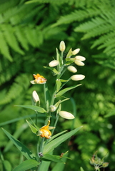 Lilium debile