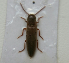 Synaptus filiformis