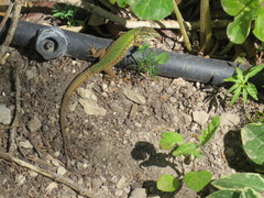 Podarcis filfolensis maltensis