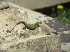 Podarcis filfolensis maltensis