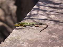 Podarcis filfolensis maltensis