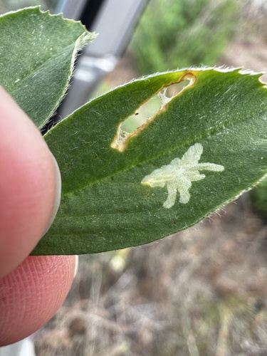 Micrurapteryx occulta