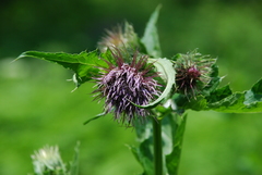 Cirsium kamtschaticum