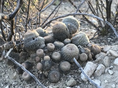 Epithelantha