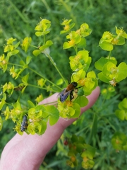 Andrena milwaukeensis