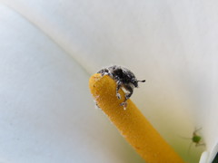 Oxythyrea funesta