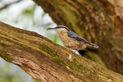 Sitta europaea caesia