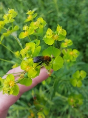Andrena milwaukeensis