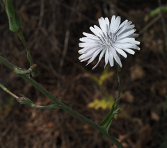 Lactuca tuberosa