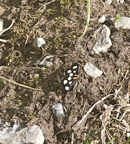 White-spotted Sable photo 6