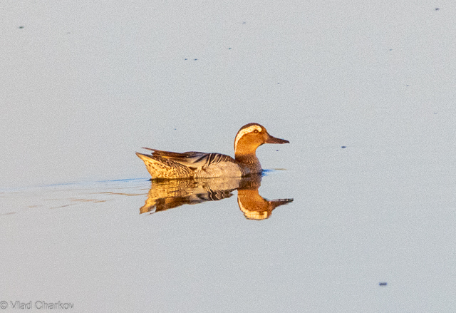 iNaturalist.org. В.Чарков, г.Новочебоксарск Чувашия, май 2024