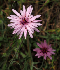Pseudopodospermum papposum