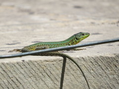 Podarcis filfolensis maltensis