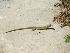 Podarcis filfolensis maltensis