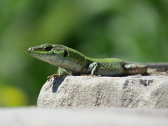 Podarcis filfolensis maltensis