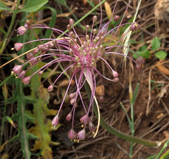 Allium daninianum